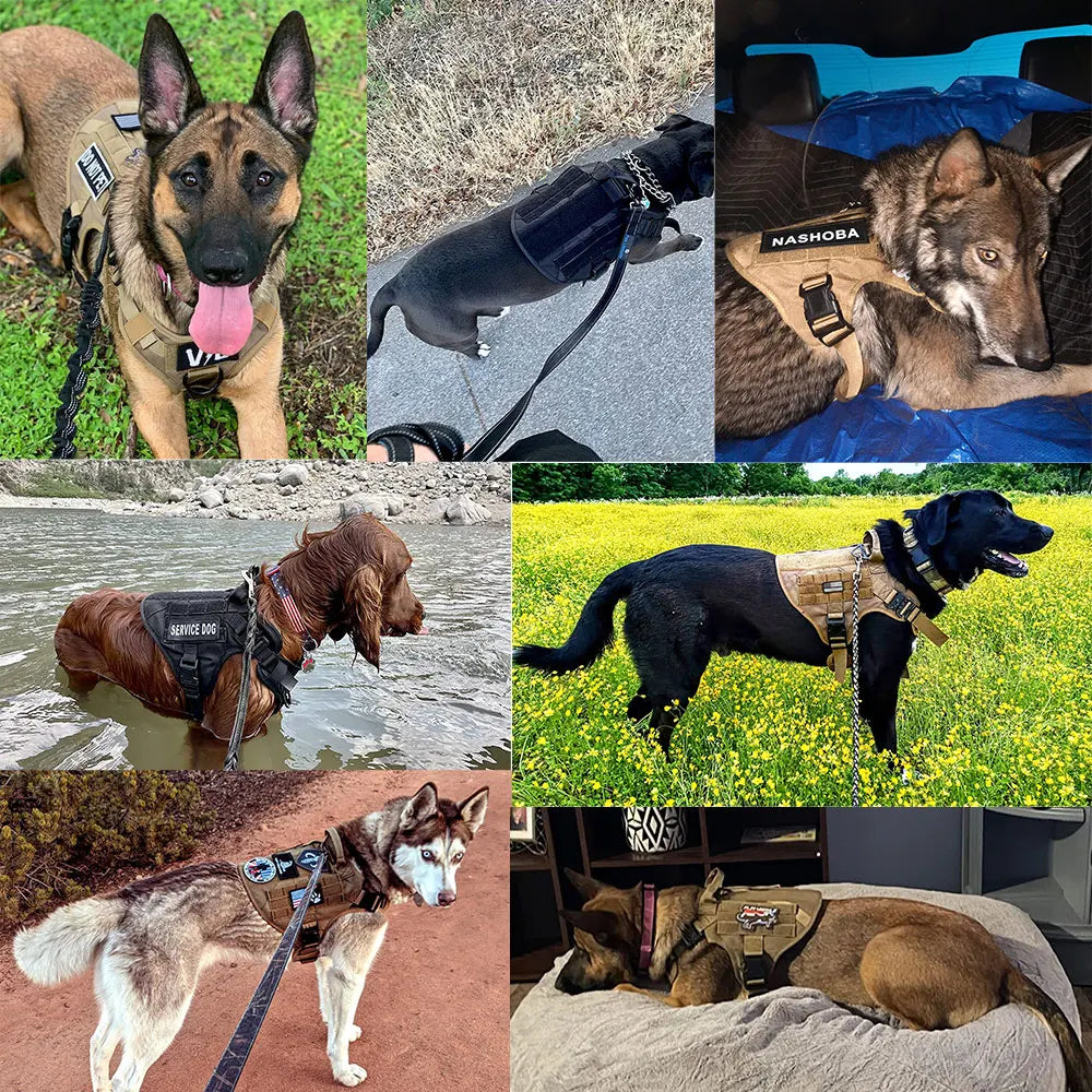 PETRAVEL Dog Harness And Leash Set Training Vest For Walking
